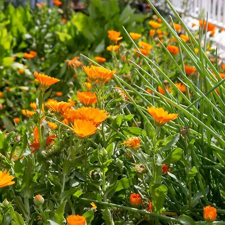 Ploce Διαμέρισμα *